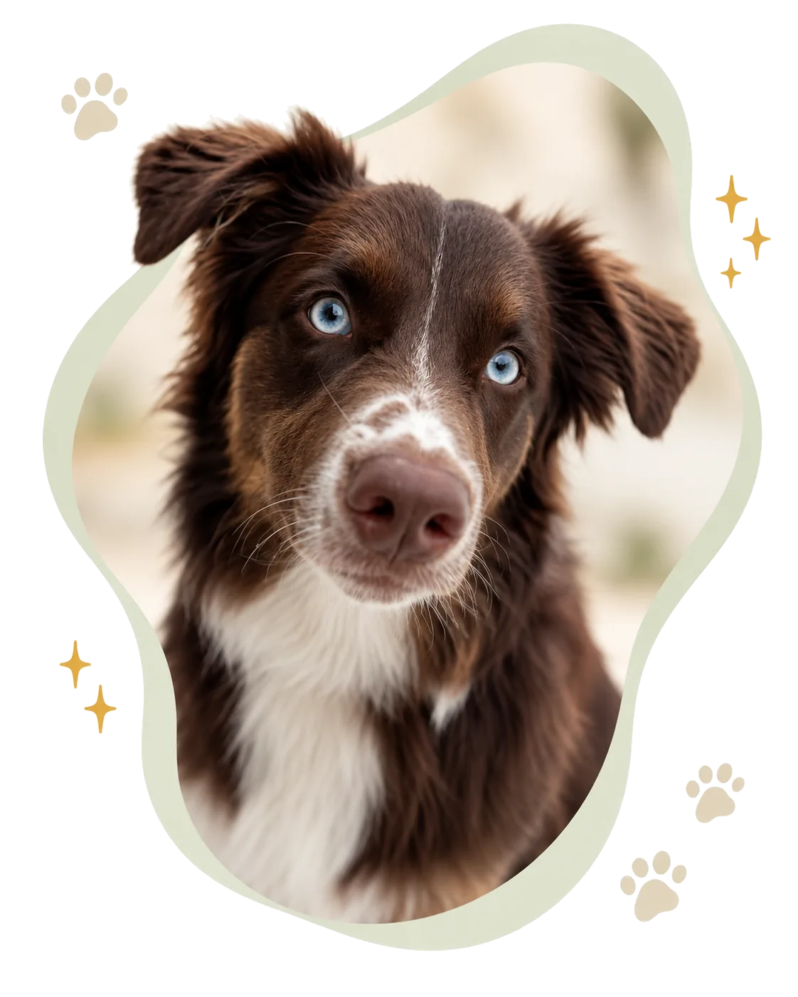 A brown and white dog with bright blue eyes looking up at the camera