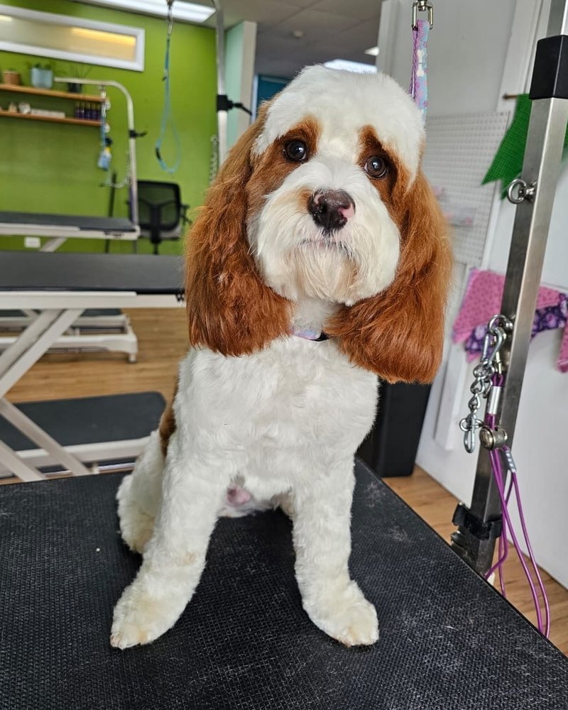White cocker mix with long red ears, freshly groomed, sitting on the grooming table