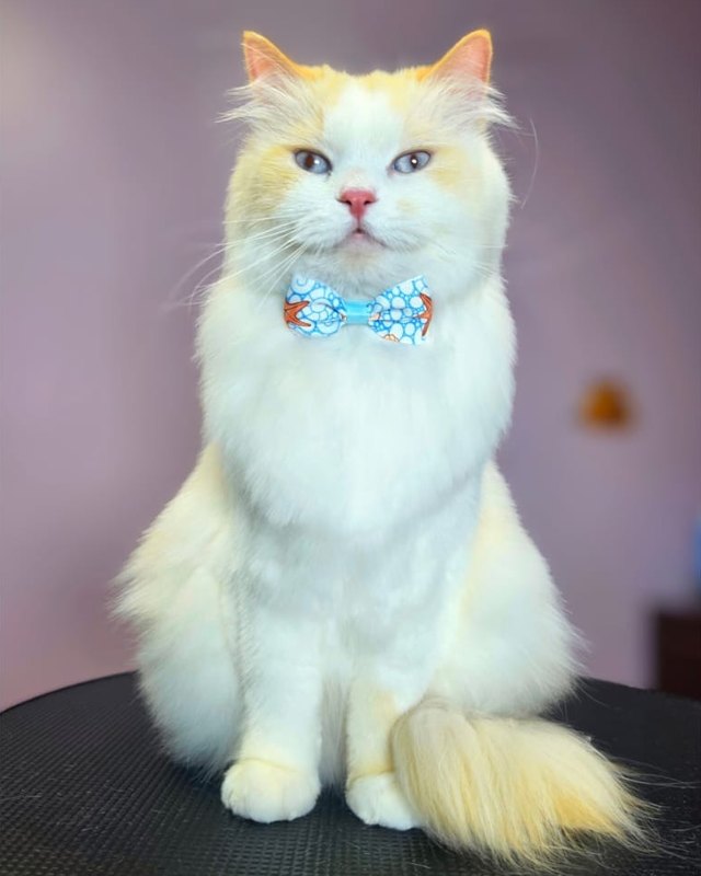 The same cream cat after grooming, with a neatly trimmed coat and a blue bow tie