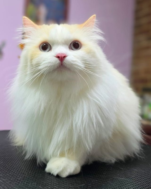 Fluffy cream long-haired cat with a full, untrimmed coat, before grooming