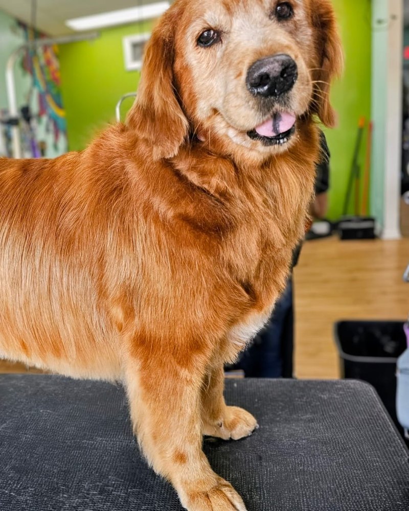 Golden Retriever with a clean, shiny coat after a bath and tidy