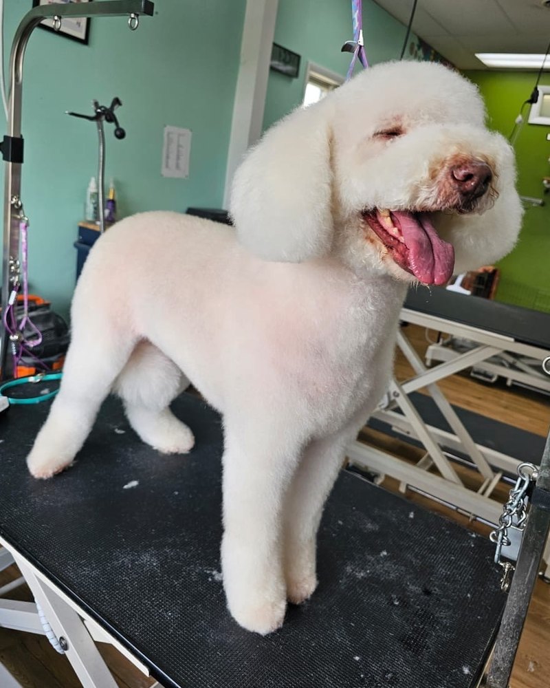 White poodle with a fresh full groom, standing on the grooming table