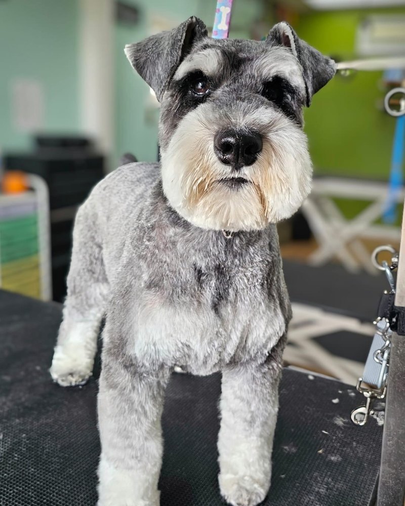 Grey Schnauzer with a fresh breed trim, standing on the grooming table