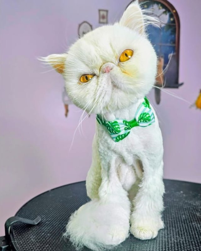 Sugar after a Persian lion cut, wearing a green bow tie