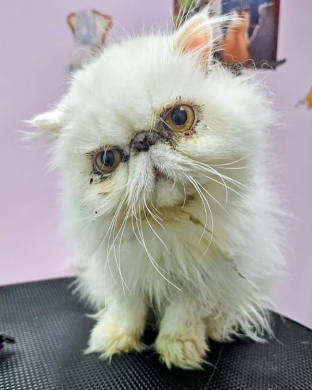 Sugar, a white Persian cat, with a long, scruffy coat before grooming
